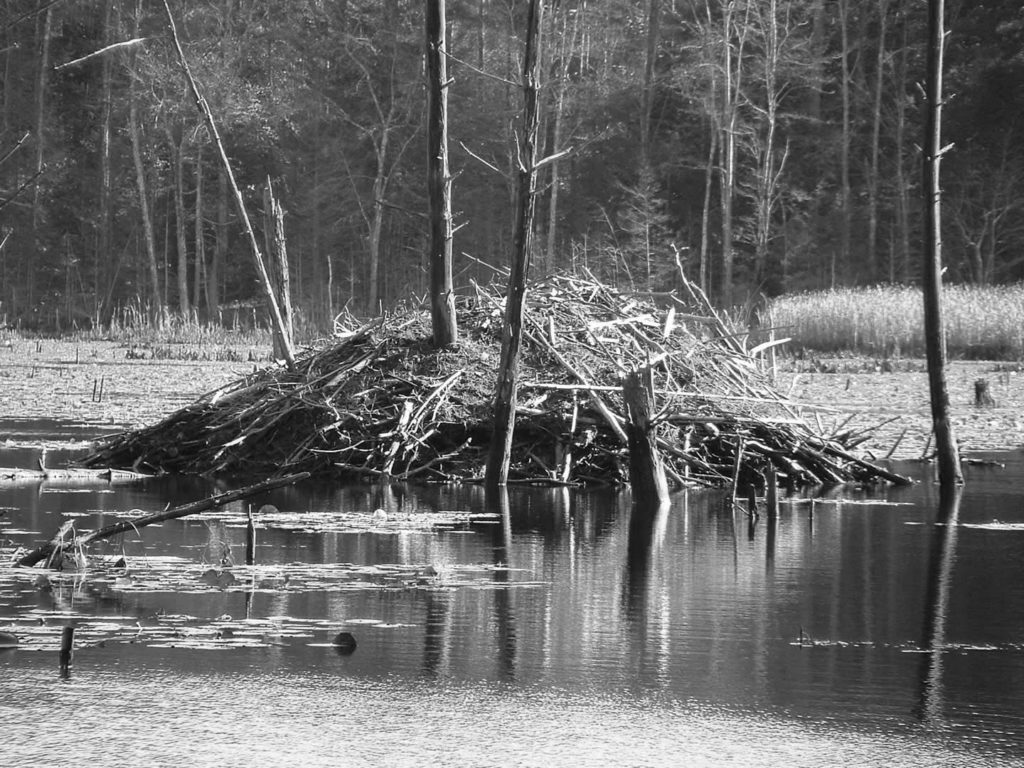 beaver lodge grayscale — New Hampshire Animal Rights League